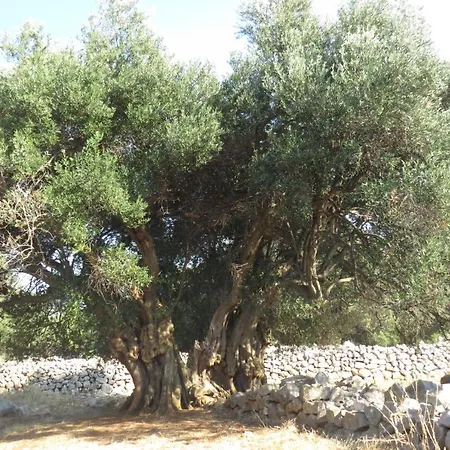 Modra Kuca Apartamento Mandre