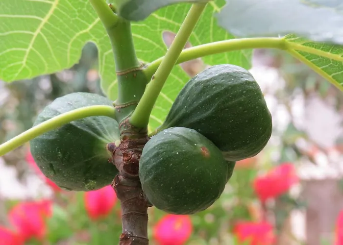 Modra Kuca Мандре