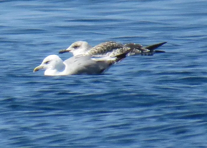 Апартаменты Modra Kuca Мандре